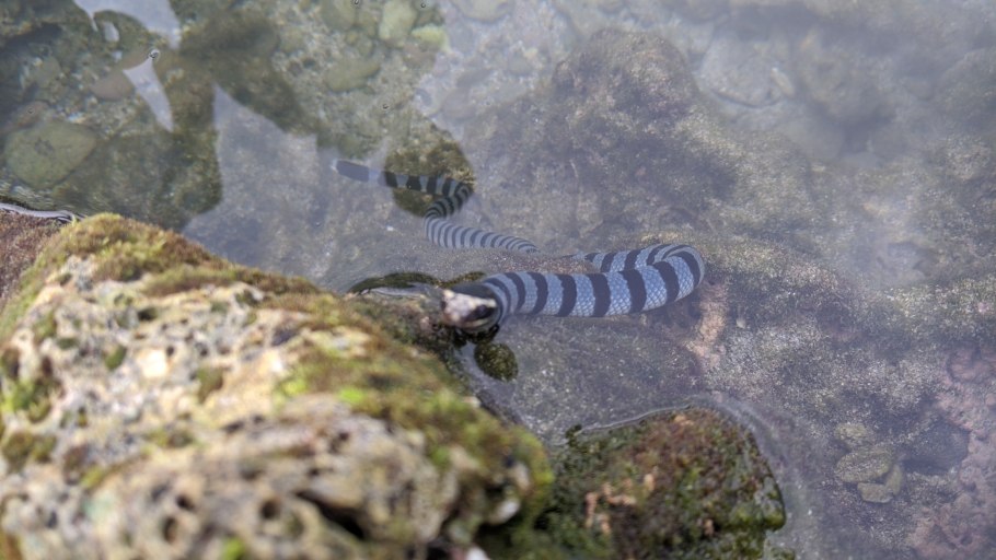 Yopo (Anadenanthera Peregrina)