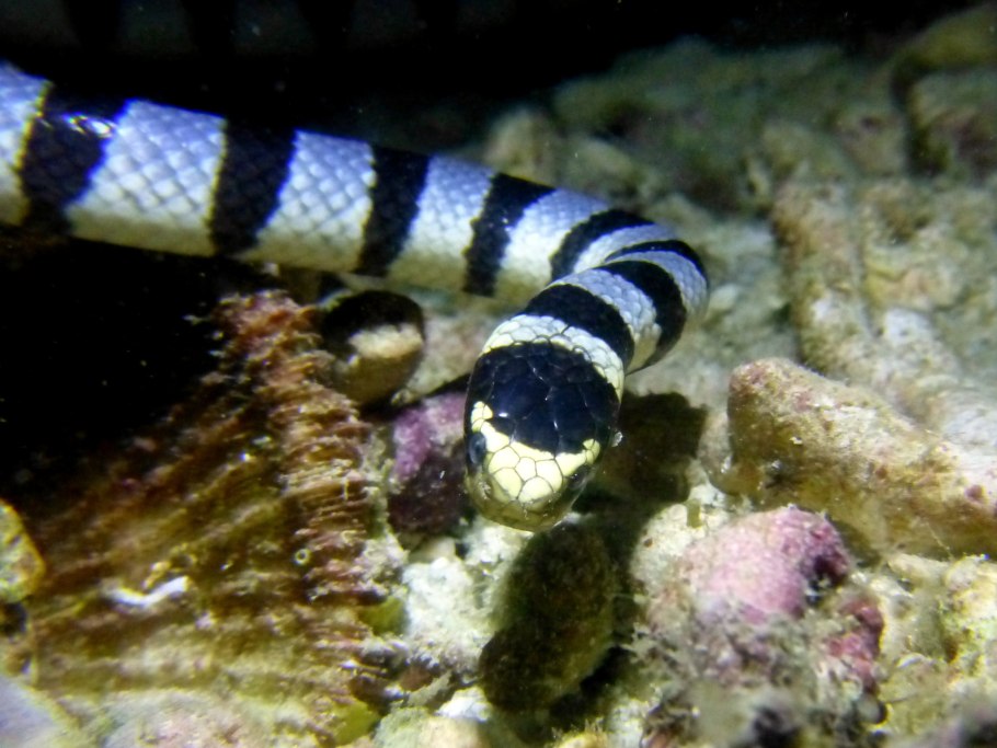 Anadenanthera colubrina