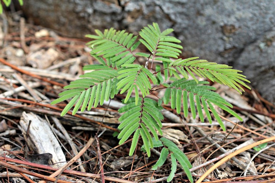 Растение Эсперанто