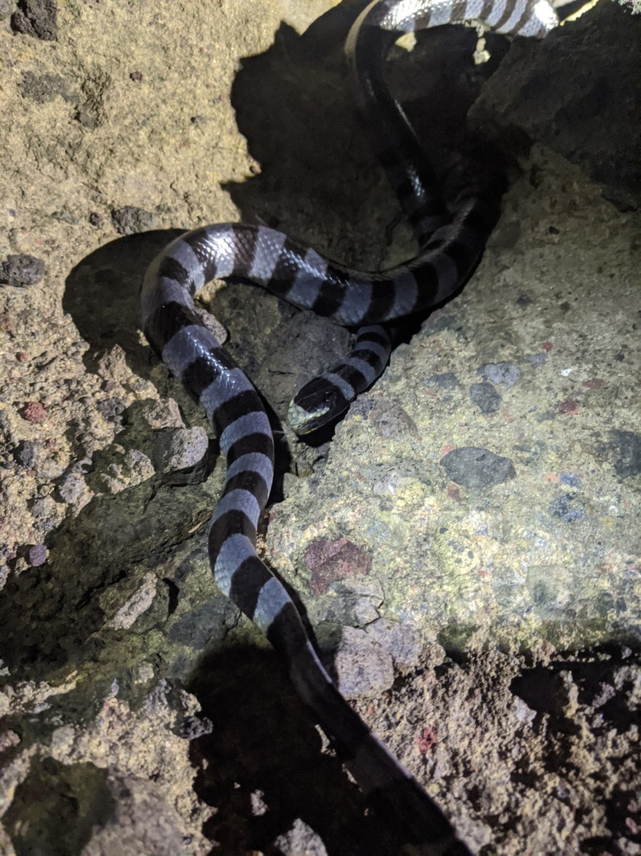 Aurora змея Крайт