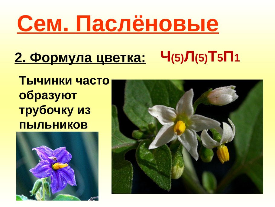 Двудольные растения Пасленовые растения