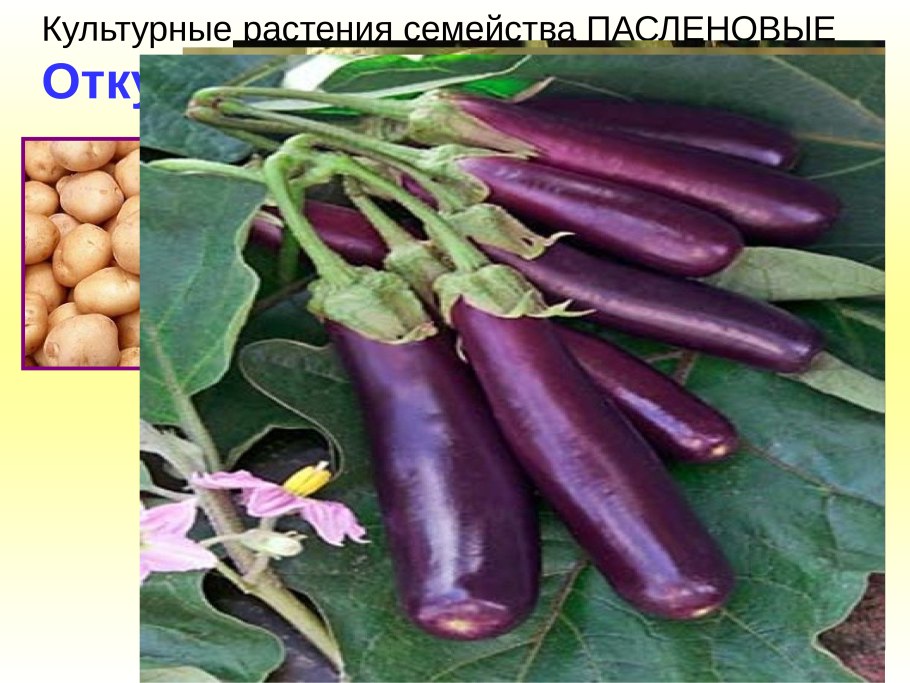 Помидор семейство пасленовых