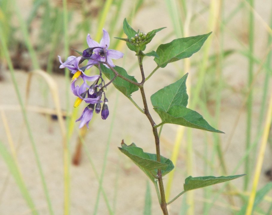Красавка обыкновенная - Atropa Belladonna семейство Пасленовые - Solanaceae
