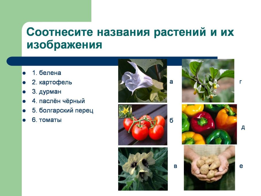 Побеги Solanum tuberosum