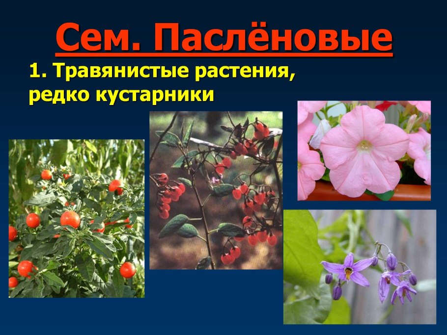 Цветок пасленовых растений