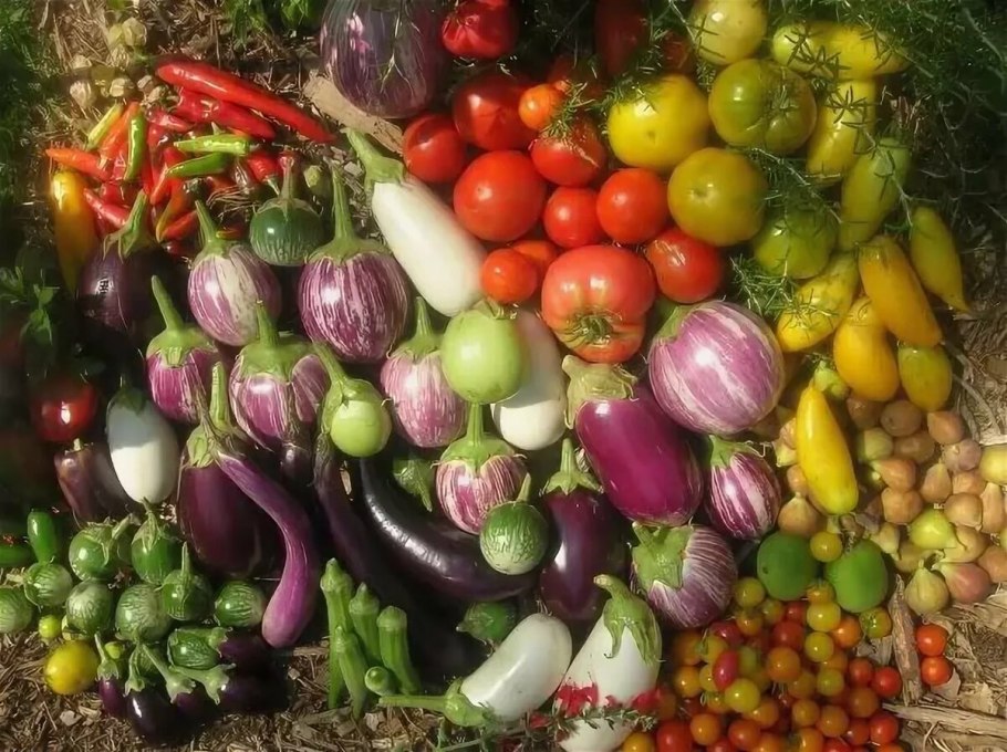 Solanaceae семейство