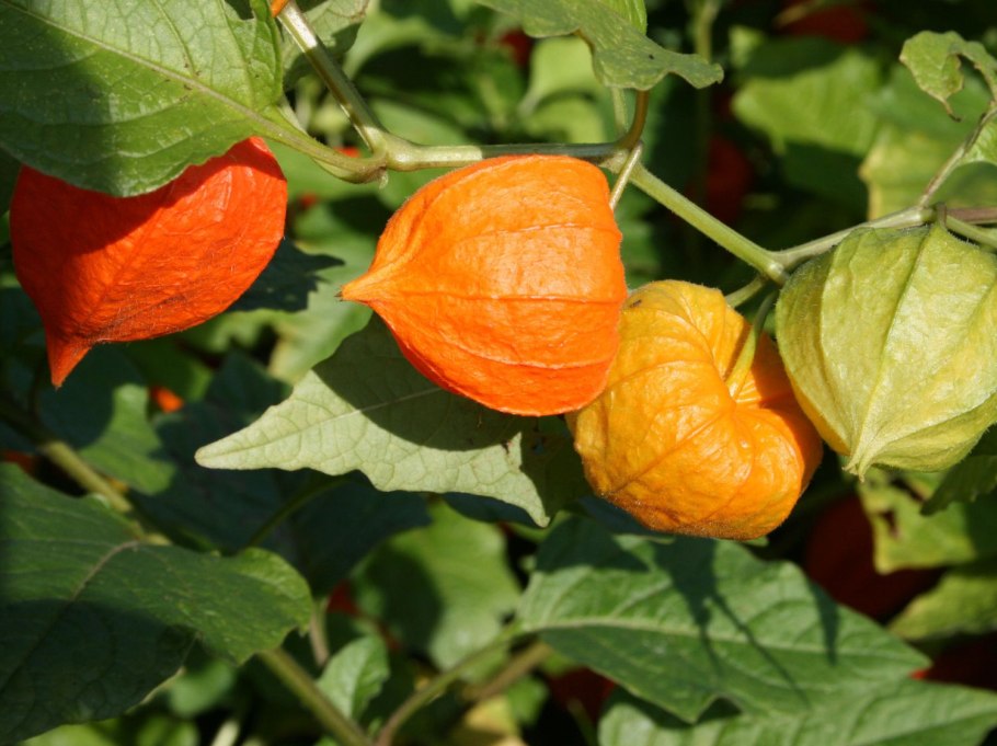 Паслен черный (Solanum nigrum)