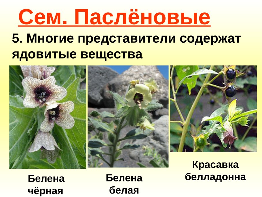 Ядовитые Пасленовые растения