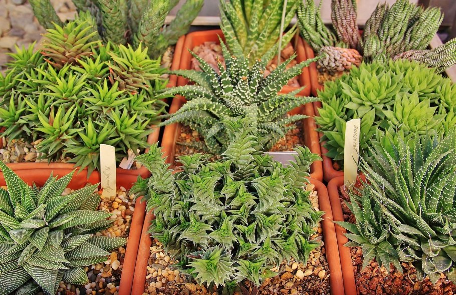 Цветы Суккуленты Асфоделовые