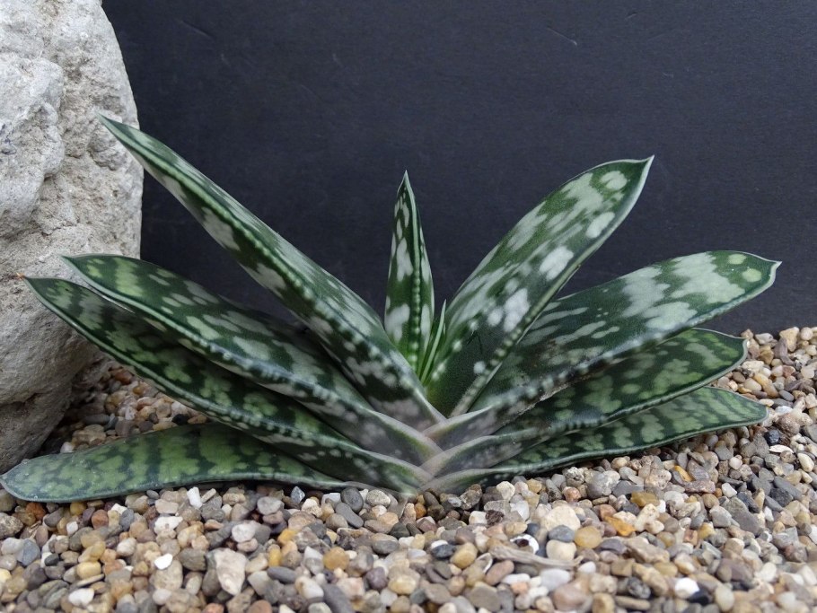 Наследник Асфодель