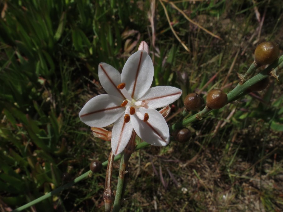 Хавортия Зебра