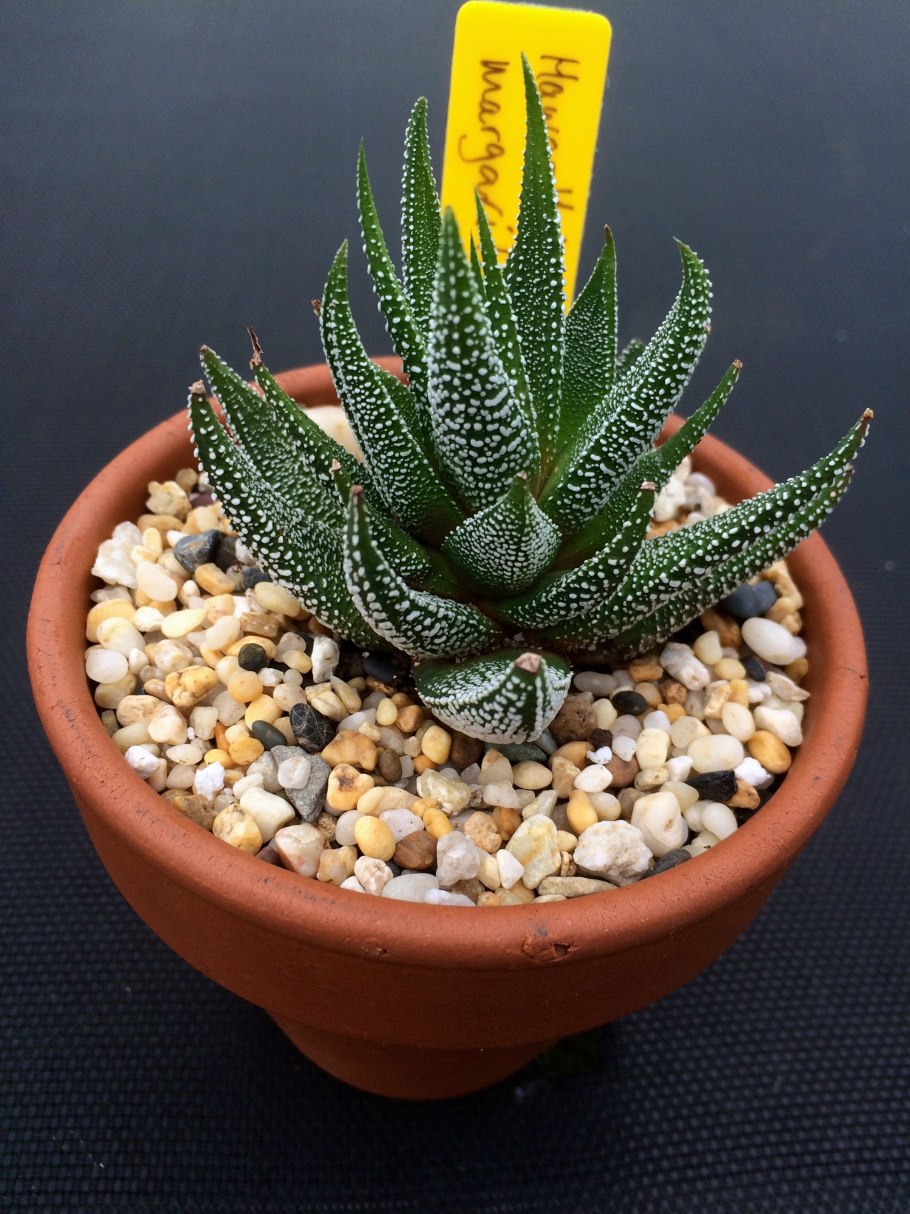 Хавортия glabrata