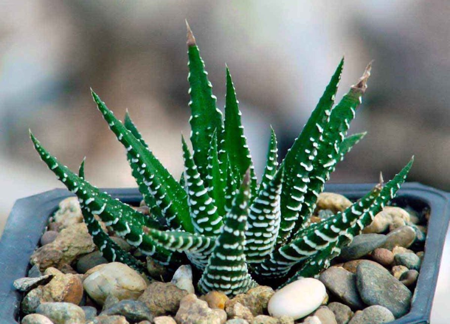 Алоэ хавортия