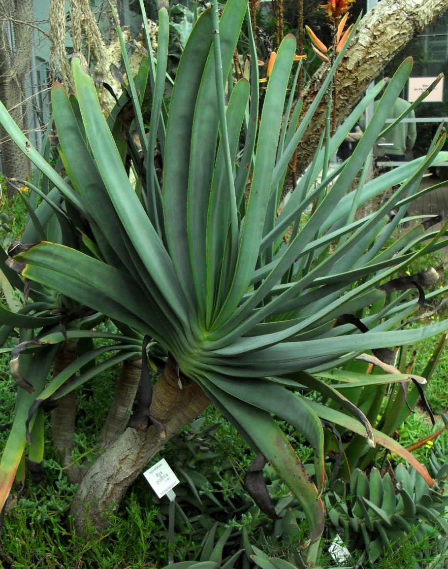 Хавортия Фасциата