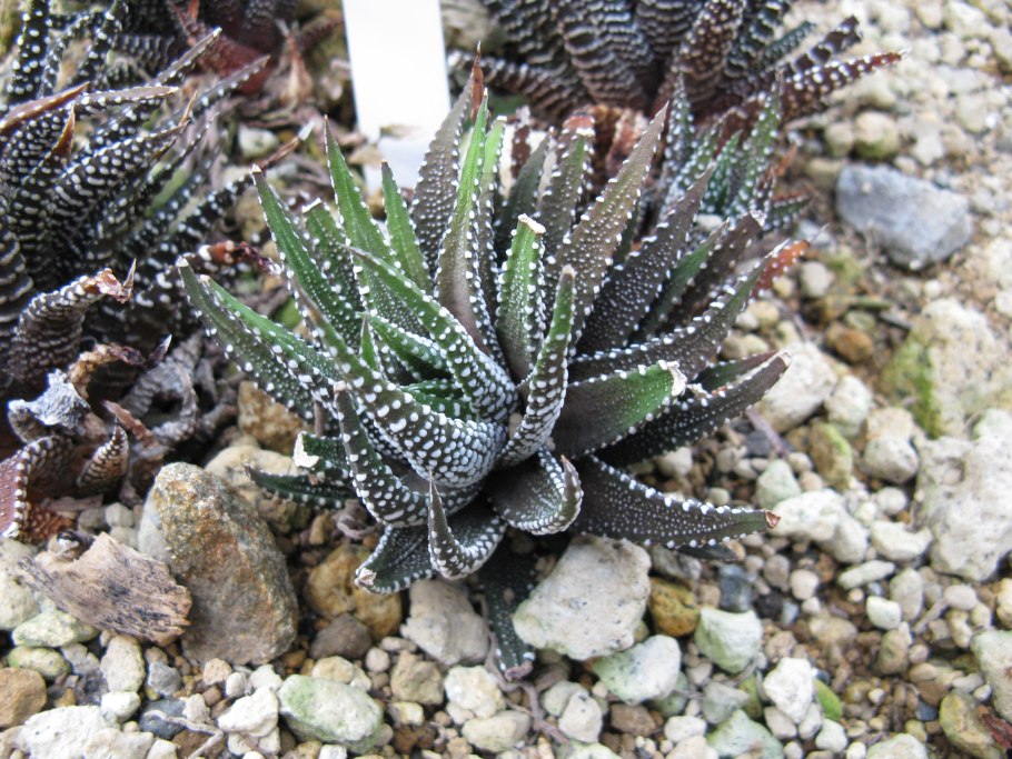 Хавортия Фасциата