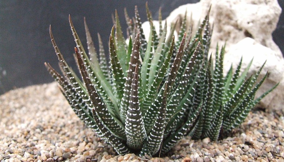 Асфодель цветок смерти