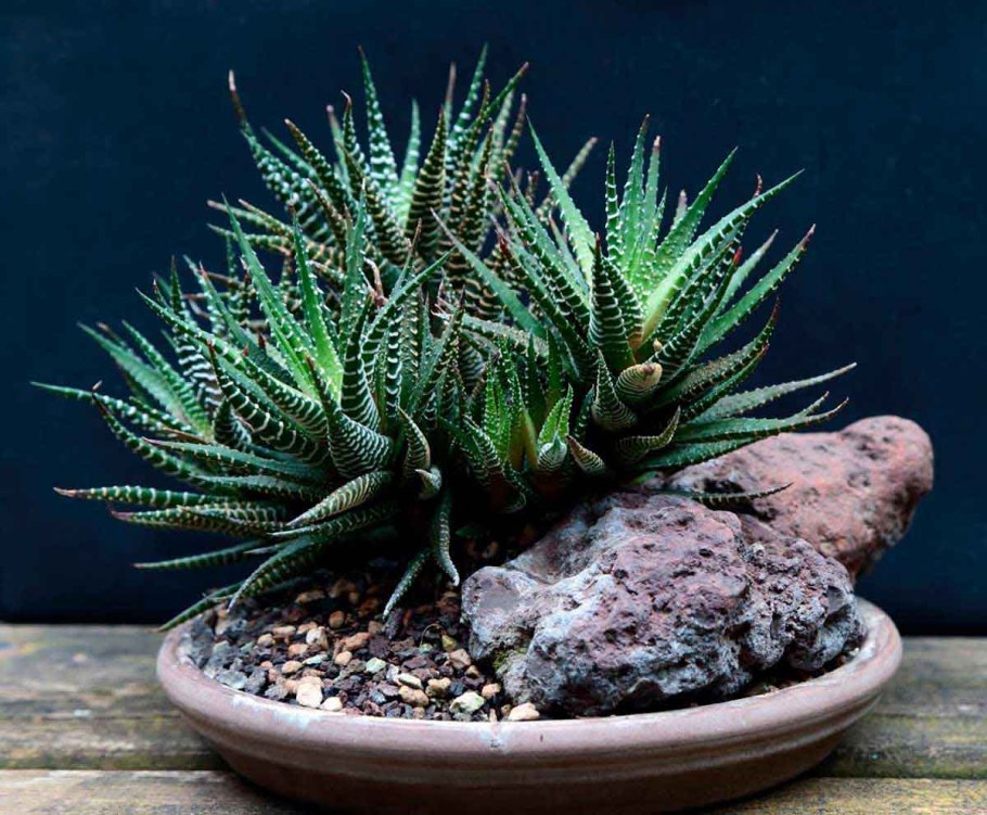 Хавортия Асфоделовые