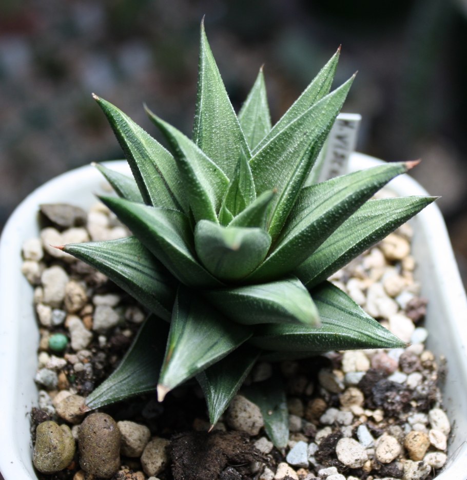 Суккулент хавортия аттенуата