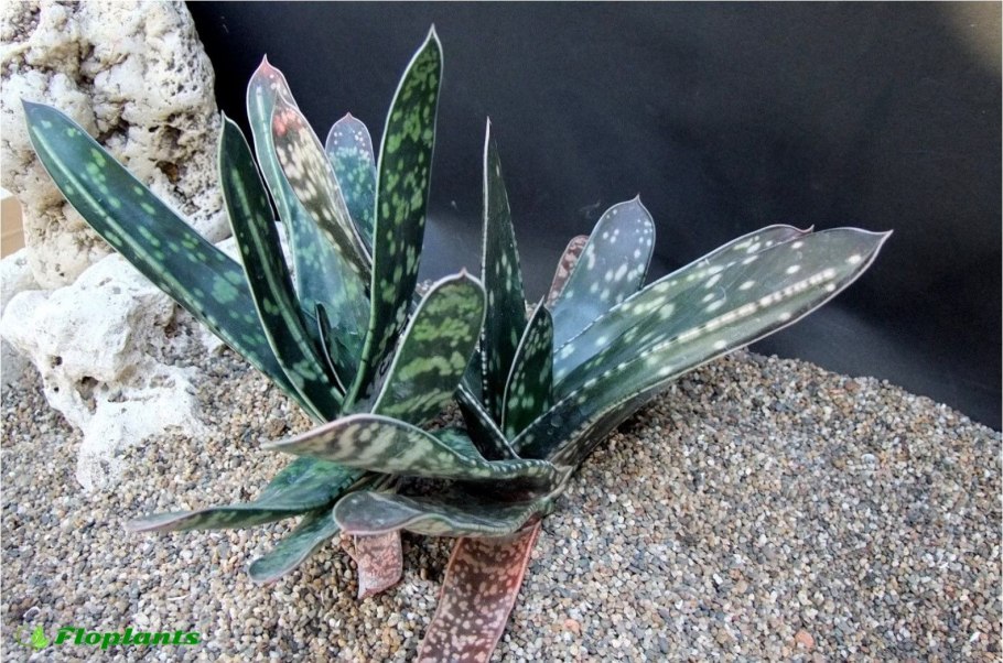 Суккулент Жемчужная хавортия