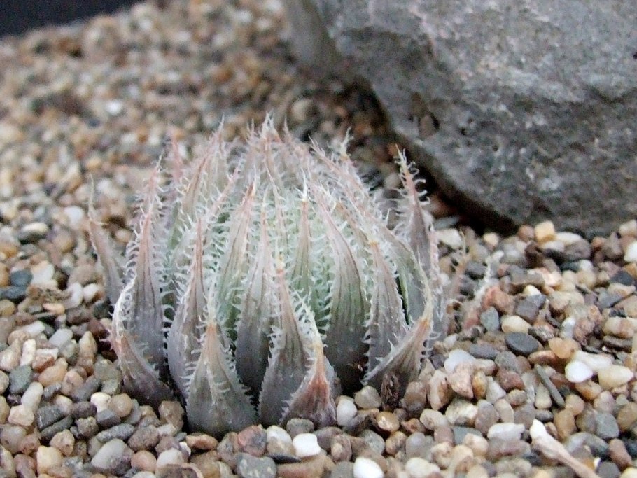 Хавортия attenuata