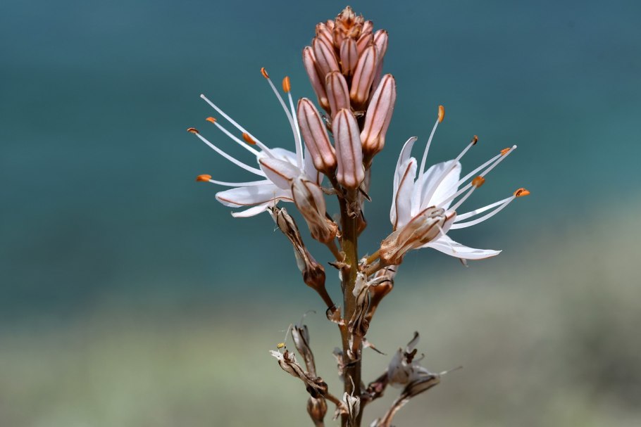 Алоэ Вера карликовый