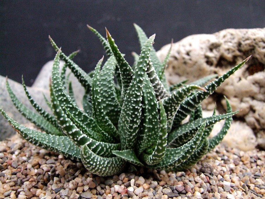 Хавортия притупленная