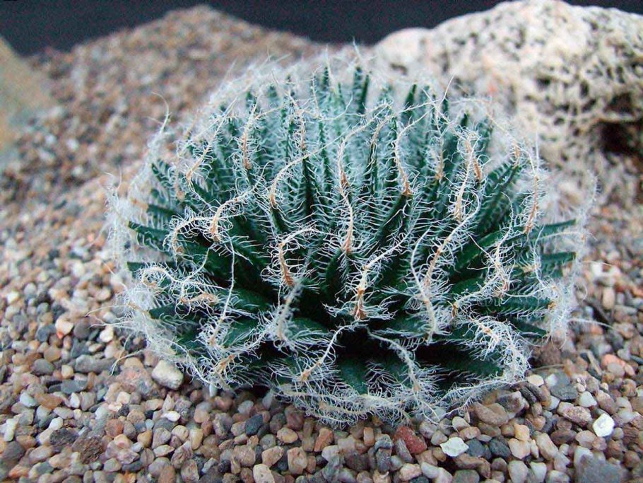 Асфоделус белый