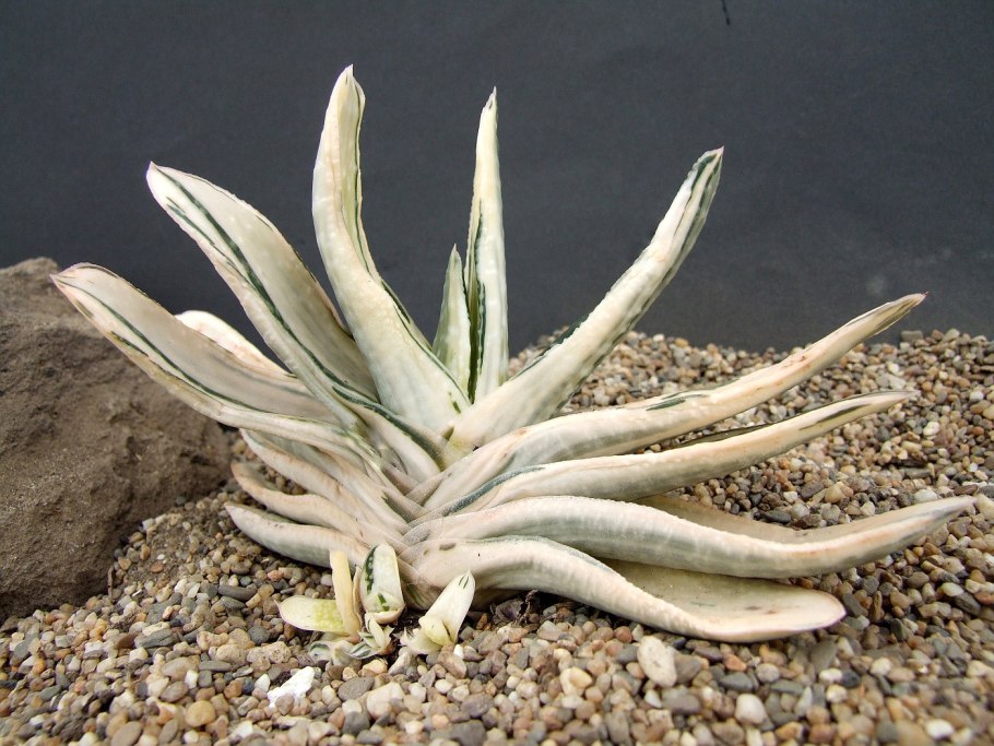 Гастерия грин айс