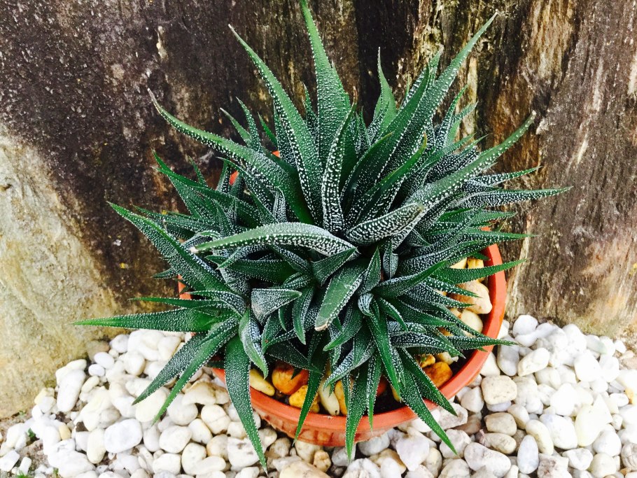 Хавортия трунката лайм