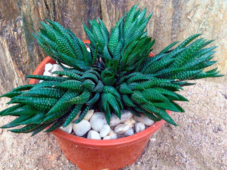 Алоэ Гастерия хавортия