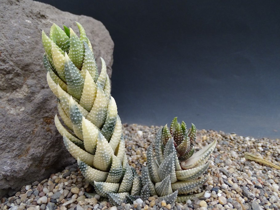 Haworthia arachnoidea