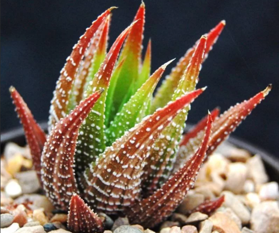 Суккулент хавортия