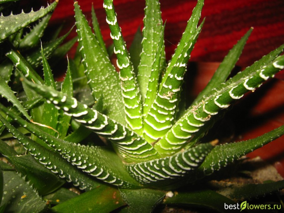 Венечник лилиаго