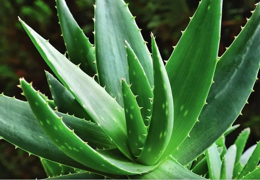 Gasteria bicolor Frosty
