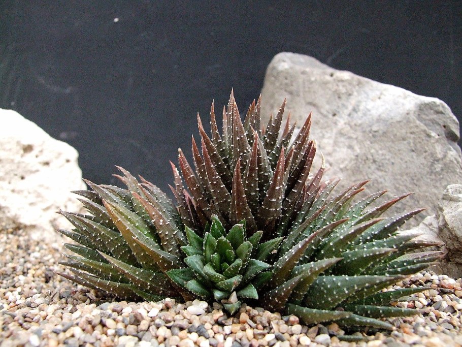 Хавортия тёрковидная