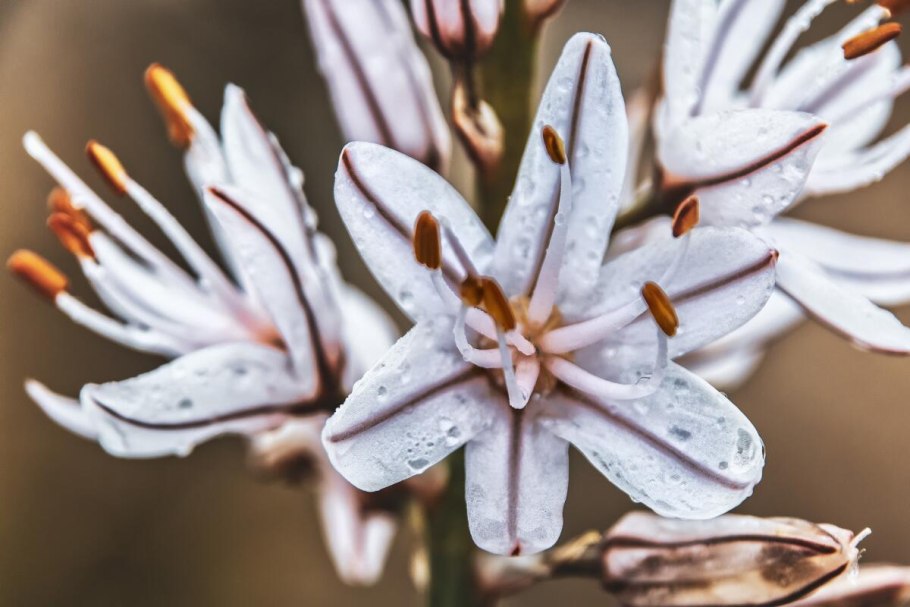 Асфодель цветок смерти