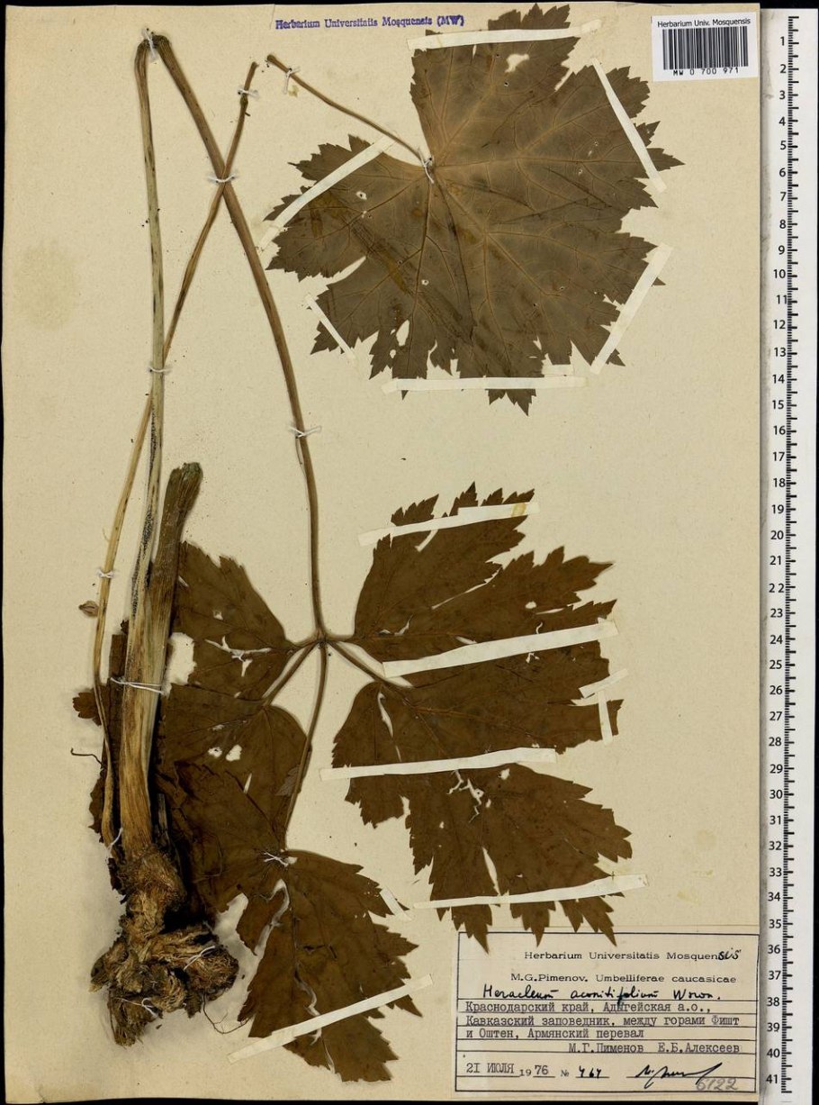 Heracleum Aconitifolium