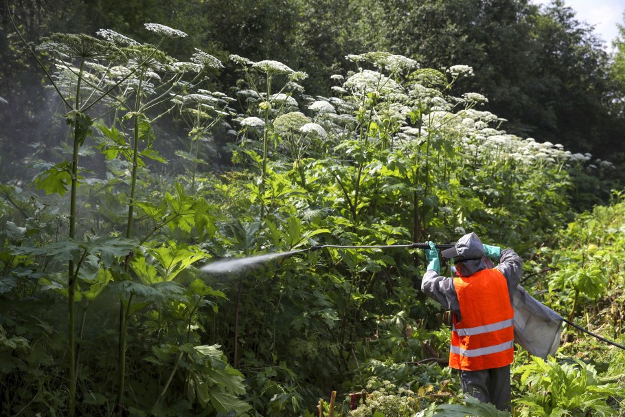 Борщевик Сибирский ядовитый