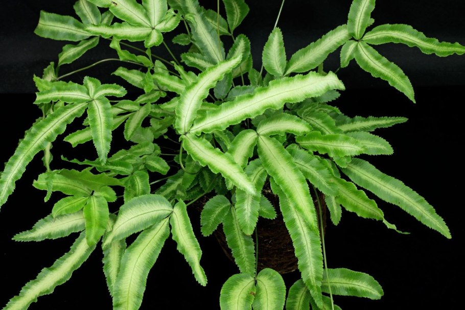 Папоротник Птерис Критский