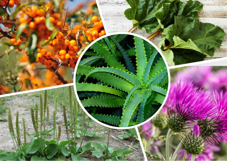 Какое растение