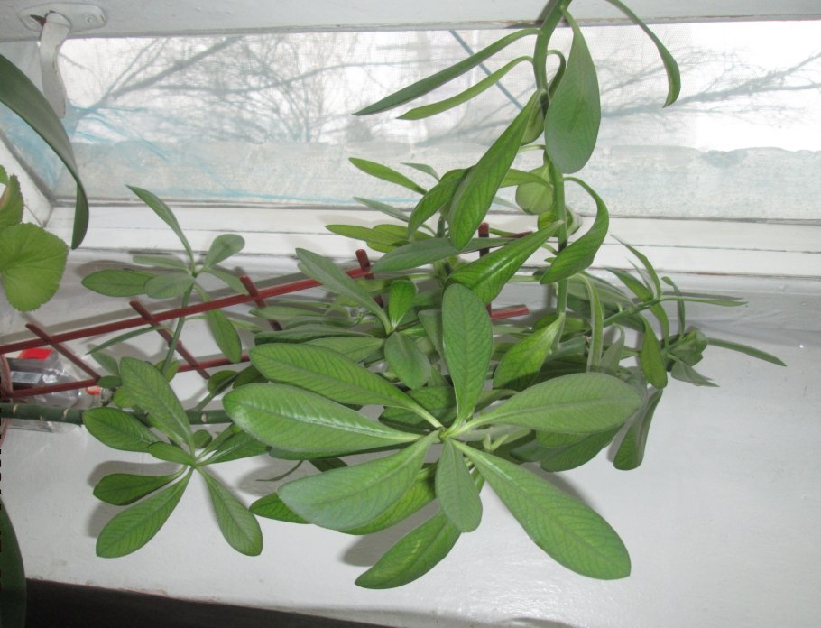 Молочай цветок