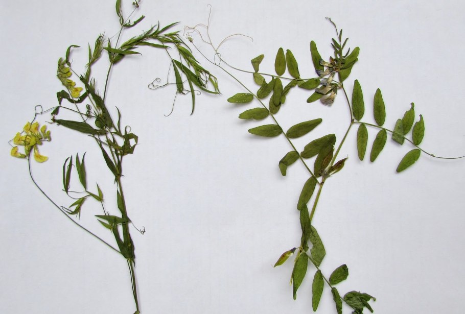 Чина Луговая астрагал