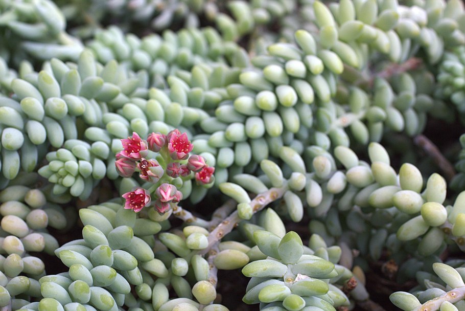 Седум Моргана Sedum morganianum