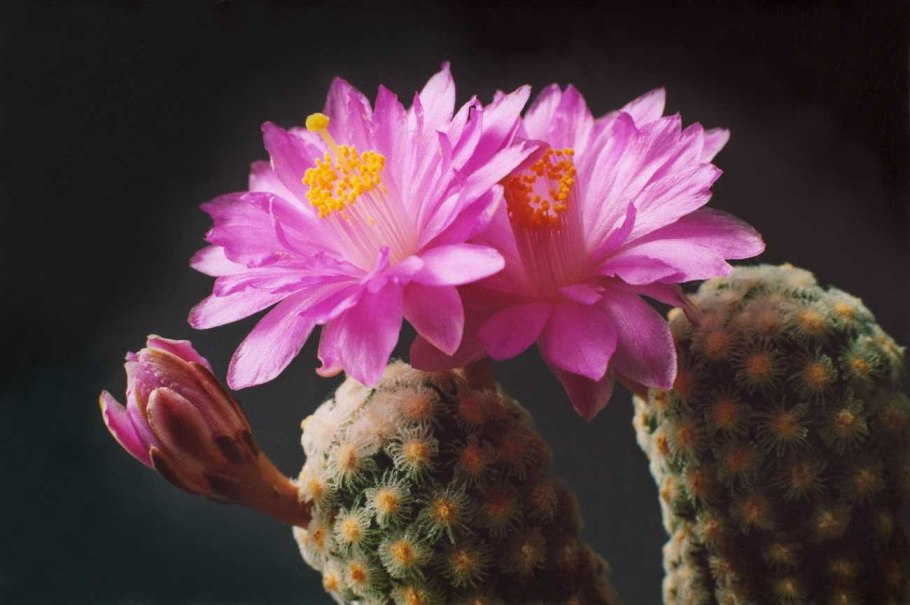 Mammillaria theresae уход