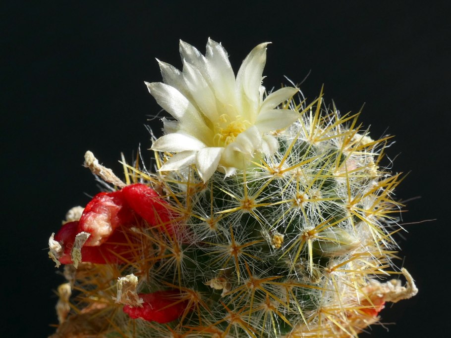 Mammillaria theresae