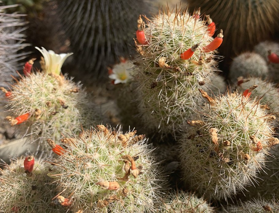 Маммиллярия theresae