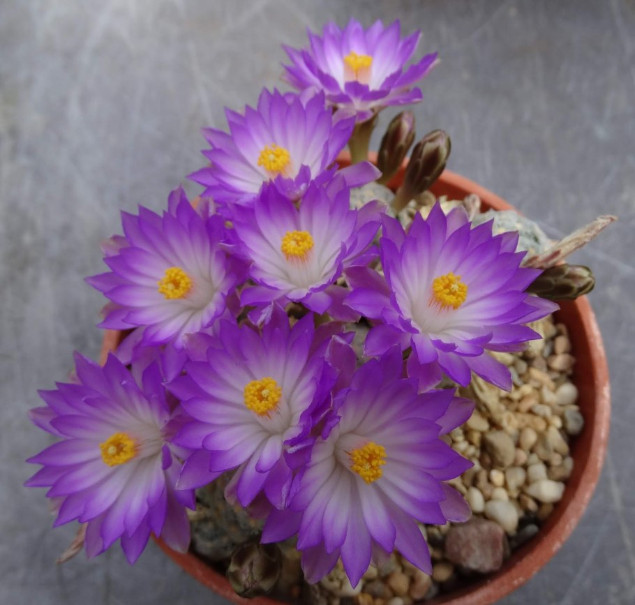 Маммиллярия Эрреры