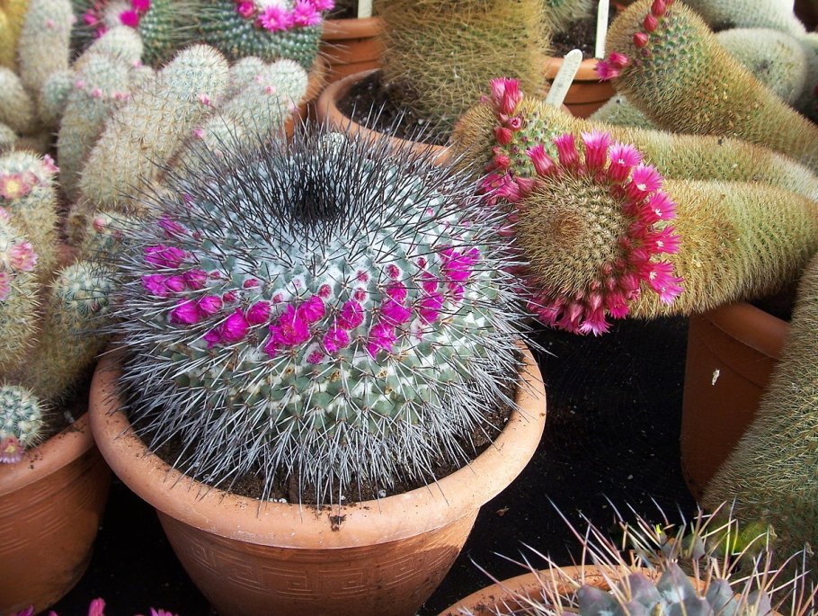 Маммиллярия мёллера