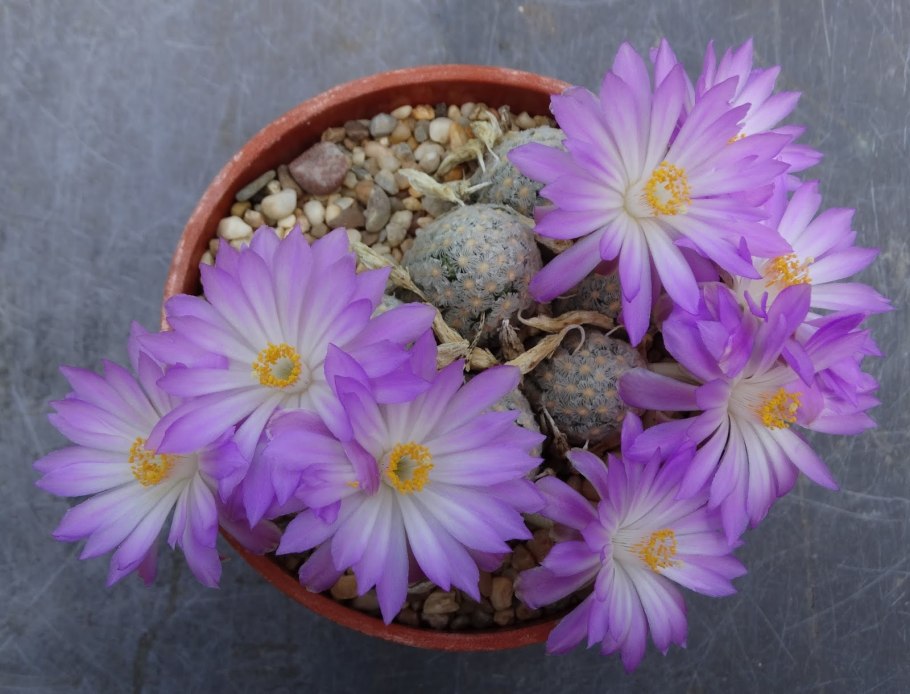 Mammillaria theresae p 370 Durango