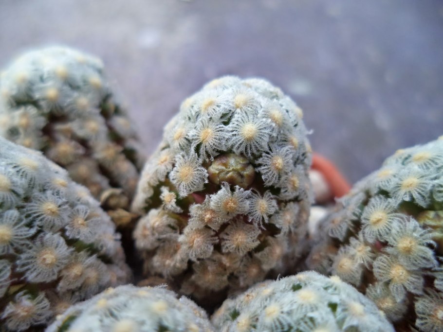 Маммиллярия Тереза Mammillaria theresae Кристата